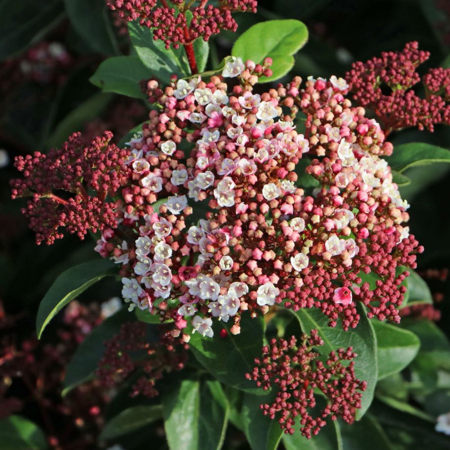 Bilde av Viburnum tinus Lisa Rose-Spanne Plantesalg