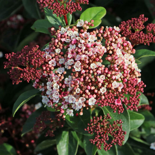 Bilde av Viburnum tinus Lisa Rose-Spanne Plantesalg
