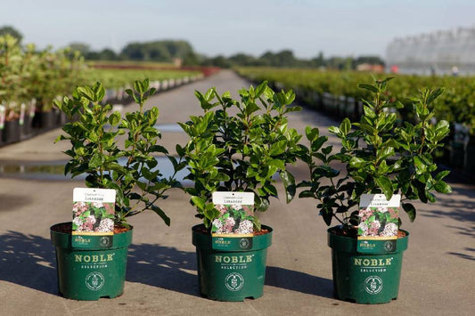 Bilde av VIBURNUM TINUS LISAROSE NOBLE®-Spanne Plantesalg