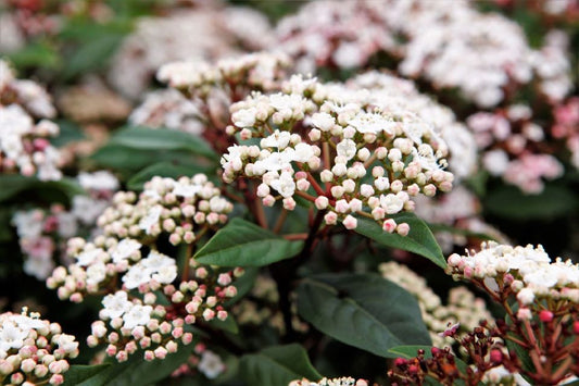 Bilde av VIBURNUM TINUS SPIRIT®-Spanne Plantesalg