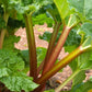 Bilde av RABARBER VICTORIA 1-Spanne Plantesalg