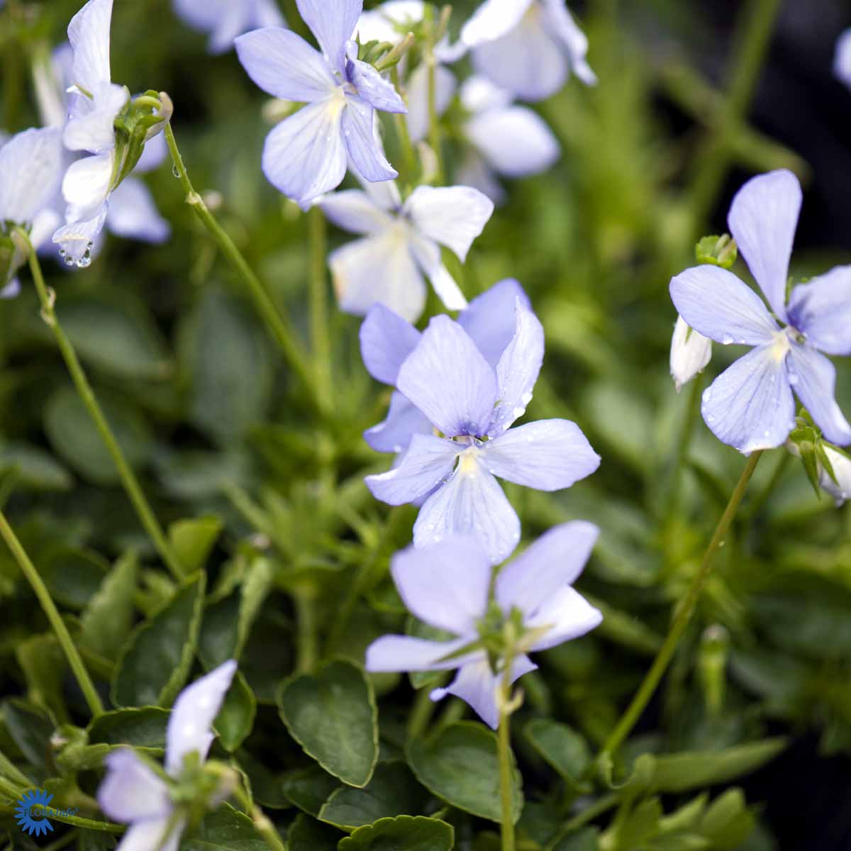 Bilde av Viola (C) 'Boughton Blue'-Spanne Plantesalg