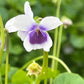 Bilde av VIOLA HEDERACEA-Spanne Plantesalg