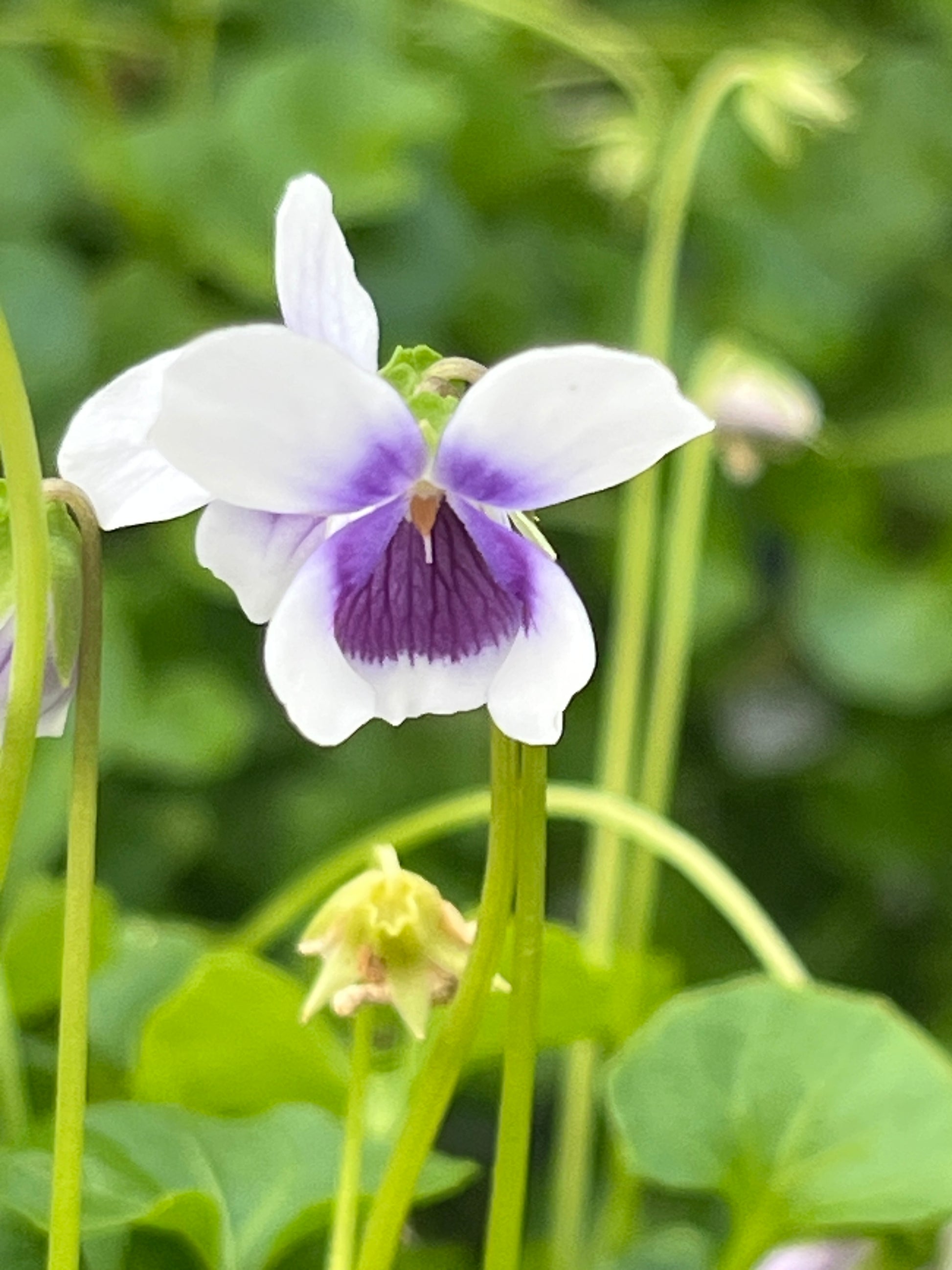 Bilde av VIOLA HEDERACEA-Spanne Plantesalg