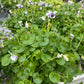 Bilde av VIOLA HEDERACEA-Spanne Plantesalg