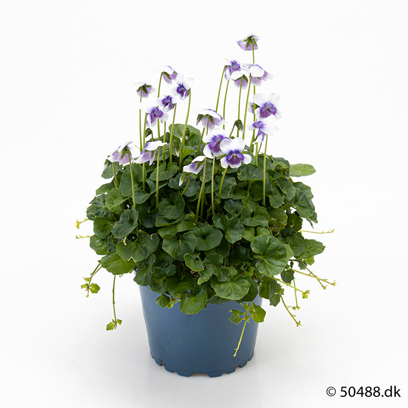 Bilde av VIOLA HEDERACEA-Spanne Plantesalg