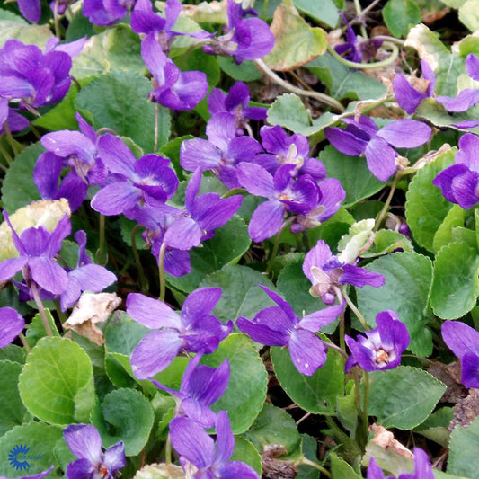 Bilde av Viola odorata 'Königin Charlotte'-Spanne Plantesalg