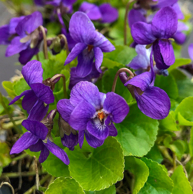 Bilde av VIOLA ODORATA 'Königin Charlotte'-Spanne Plantesalg