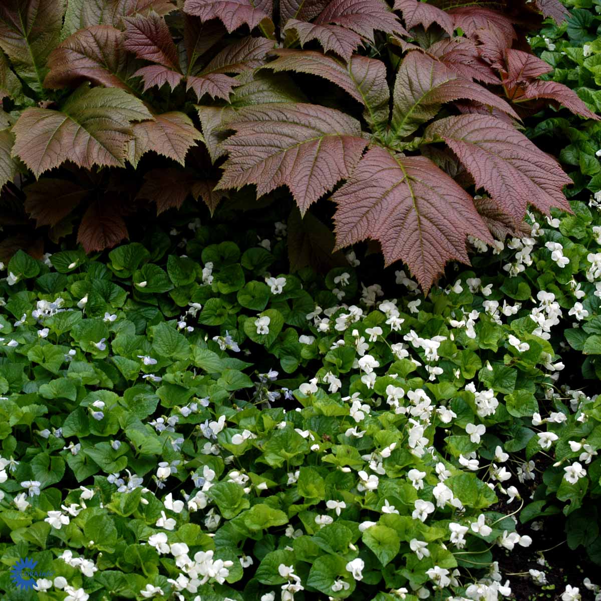 Bilde av Viola sororia 'Albiflora'-Spanne Plantesalg