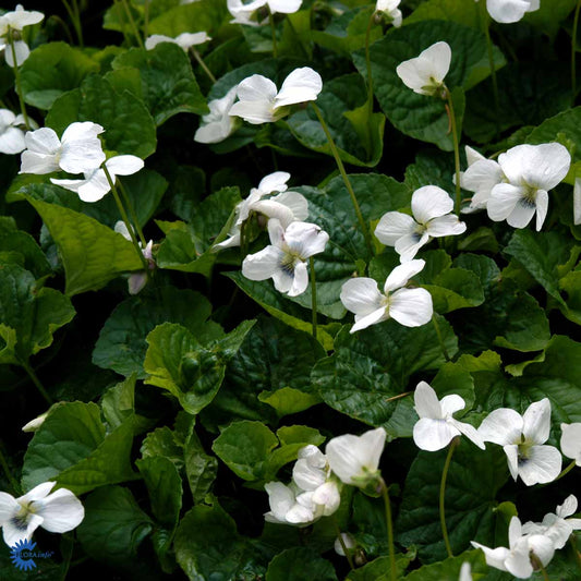 Bilde av Viola sororia 'Albiflora'-Spanne Plantesalg