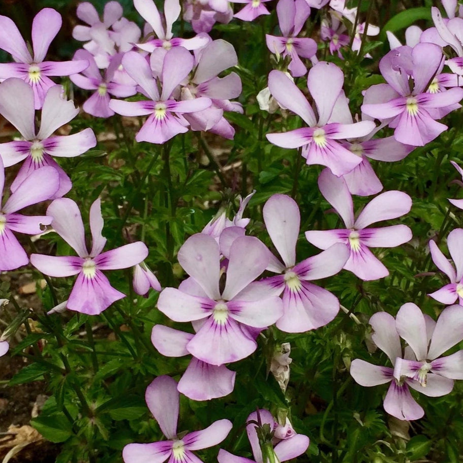Bilde av Viola 'Victoria's Blush'-Spanne Plantesalg