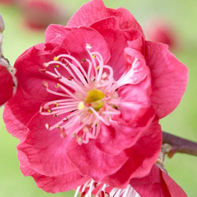 Bilde av Prunus persica 'Melred'-Spanne Plantesalg