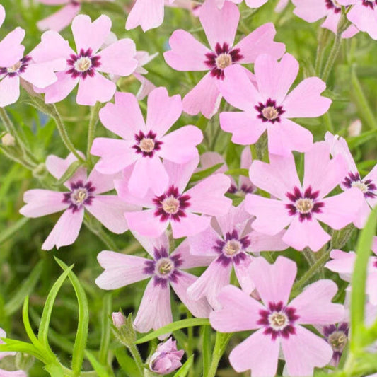 Bilde av Phlox (S) 'Rosette'-Spanne Plantesalg