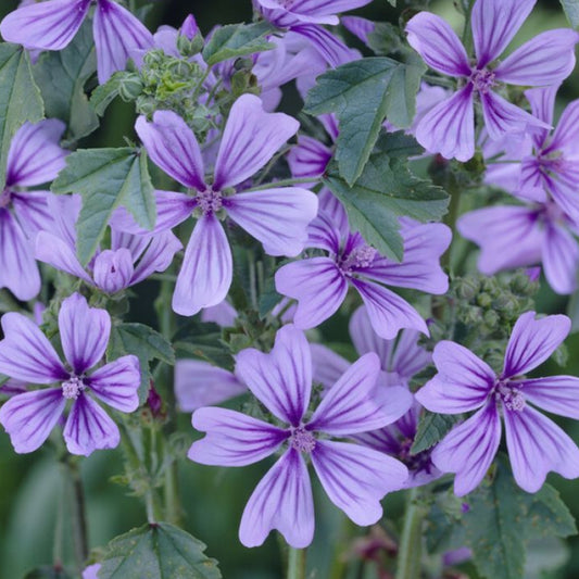 Bilde av Malva sylvestris 'Primley Blue'-Spanne Plantesalg