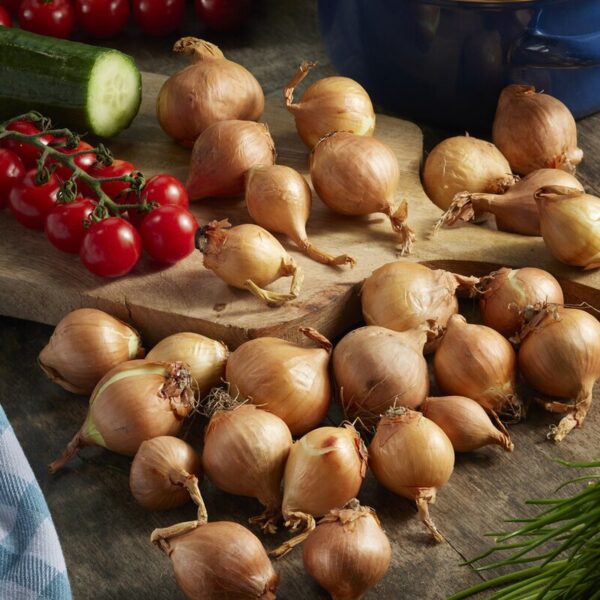 Bilde av SHALLOTS GOLDEN GOURMET 250 GR-Spanne Plantesalg