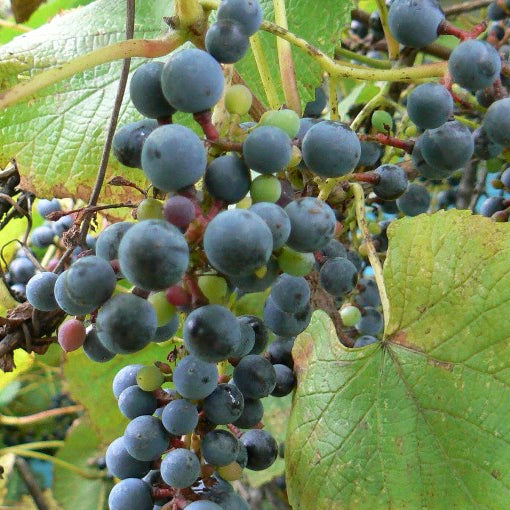 Bilde av Vitis amurensis-Spanne Plantesalg