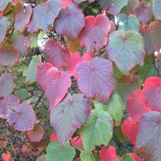 Bilde av Vitis coignetiae-Spanne Plantesalg
