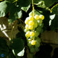 Bilde av Vitis 'Himrod'-Spanne Plantesalg