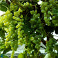 Bilde av Vitis 'Himrod'-Spanne Plantesalg