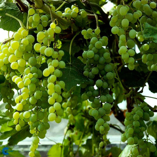 Bilde av Vitis 'Himrod'-Spanne Plantesalg