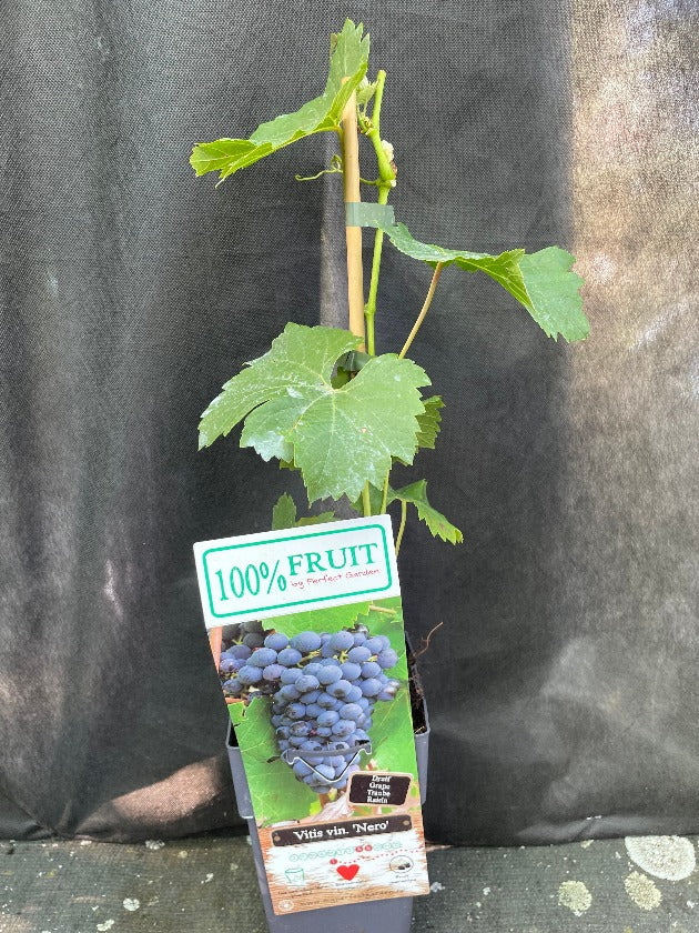 Bilde av Vitis 'Nero' ®-Spanne Plantesalg