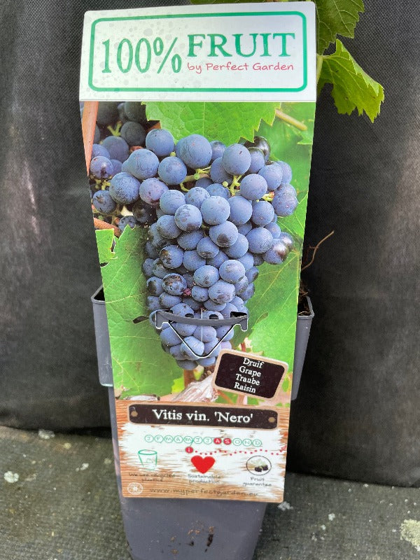 Bilde av Vitis 'Nero' ®-Spanne Plantesalg