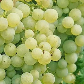 Bilde av Vitis 'Solaris'-Spanne Plantesalg