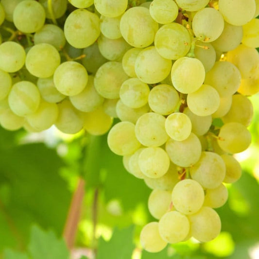 Bilde av Vitis vinifera Vitis supaga-Spanne Plantesalg