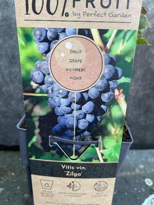 Bilde av Vitis 'Zilga'-Spanne Plantesalg