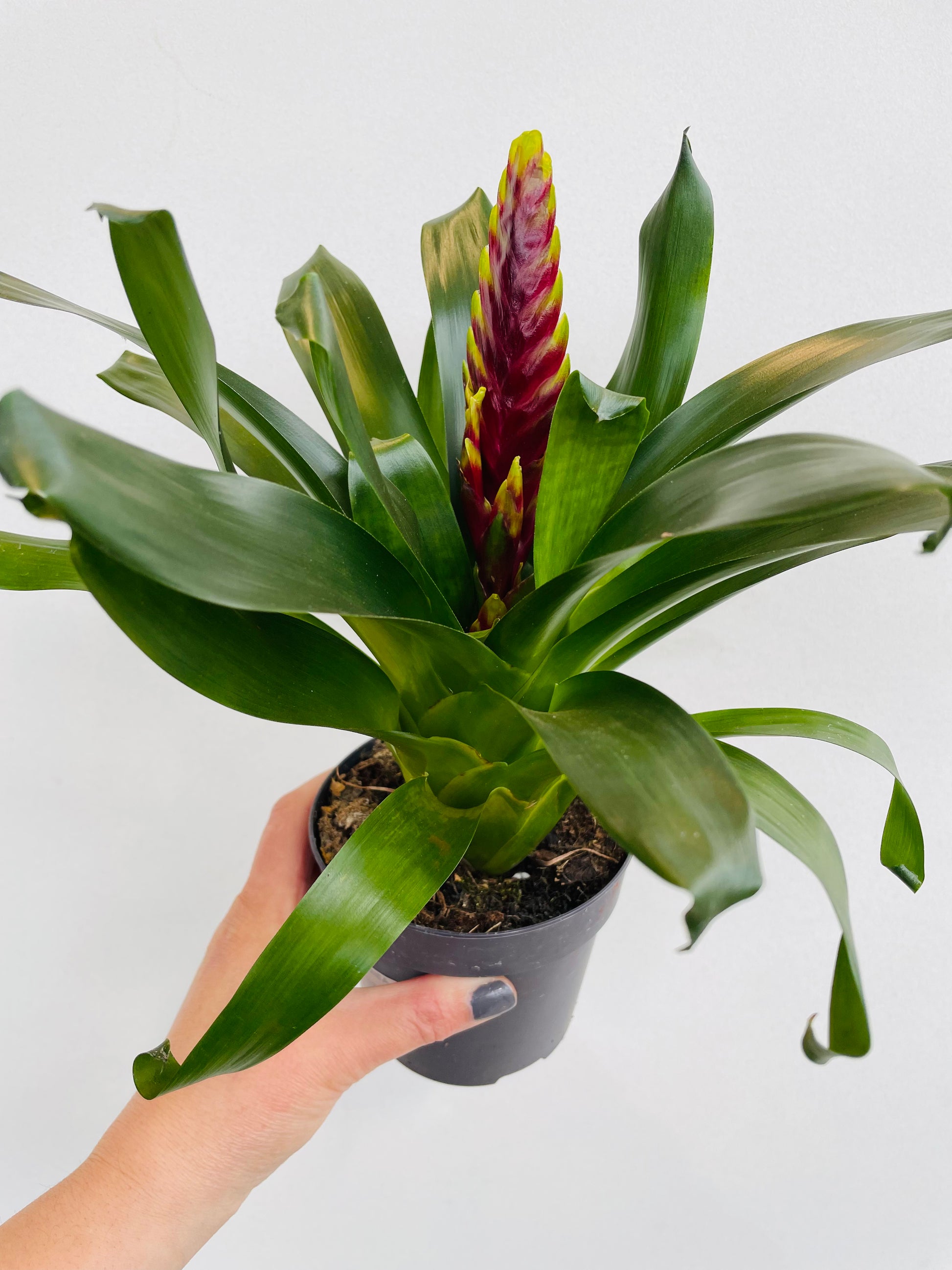 Bilde av Vriesea carinata-Spanne Plantesalg