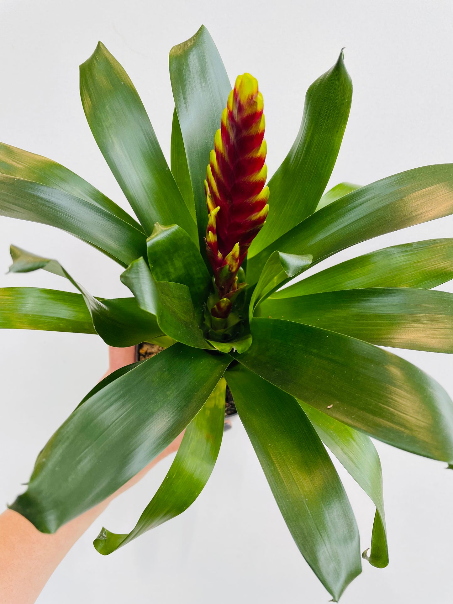 Bilde av Vriesea carinata-Spanne Plantesalg