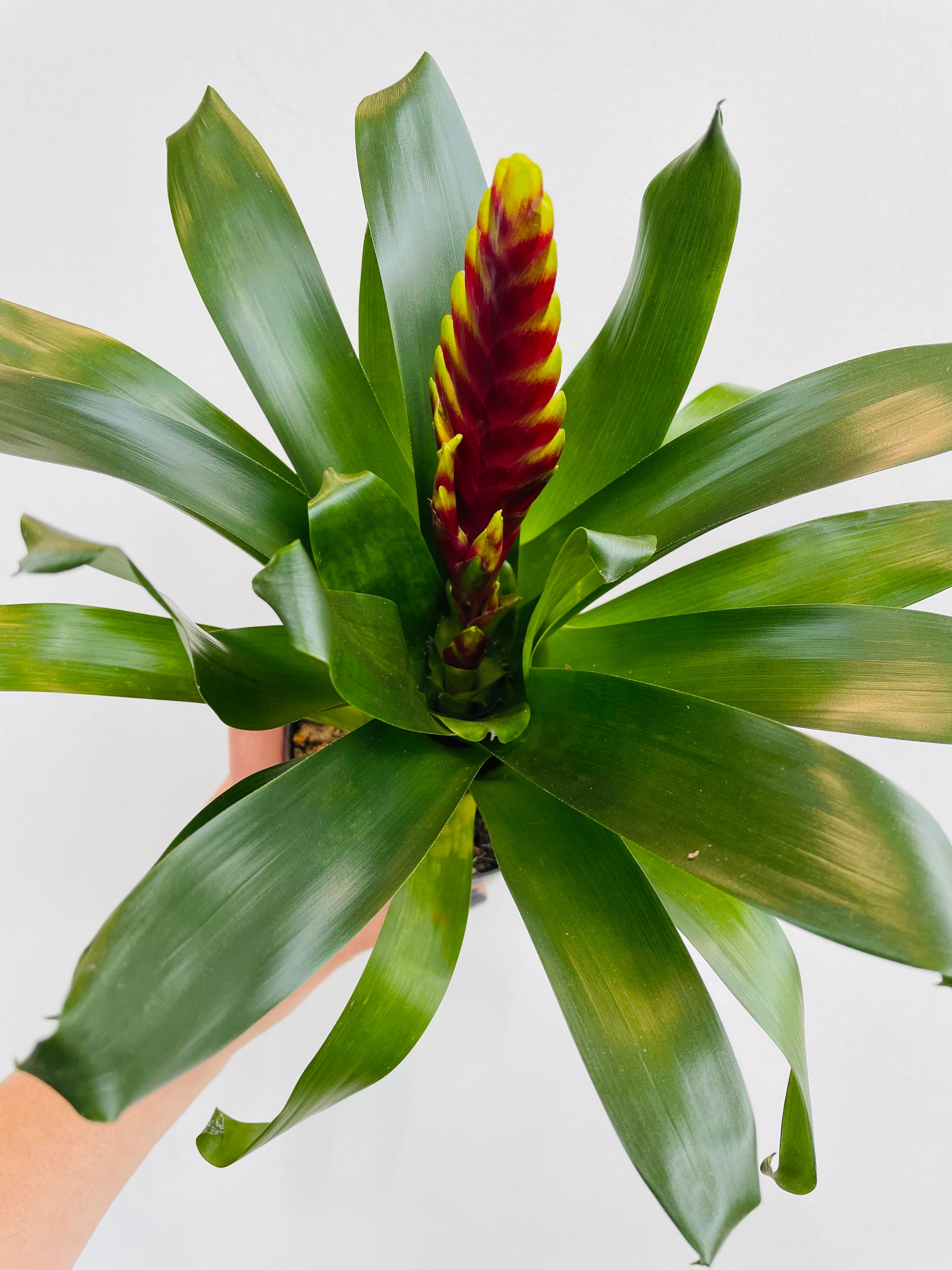 Bilde av Vriesea carinata-Spanne Plantesalg
