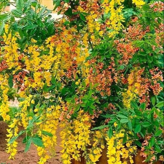 Bilde av Laburnocytisus adamii 175-200cm st-Spanne Plantesalg