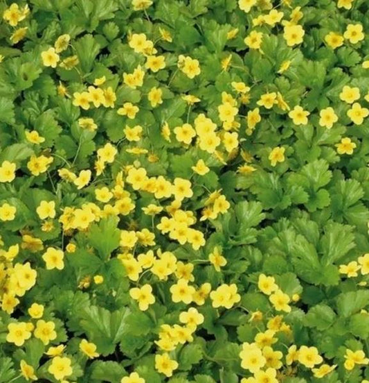 Bilde av WALDSTEINIA TERNATA-Spanne Plantesalg