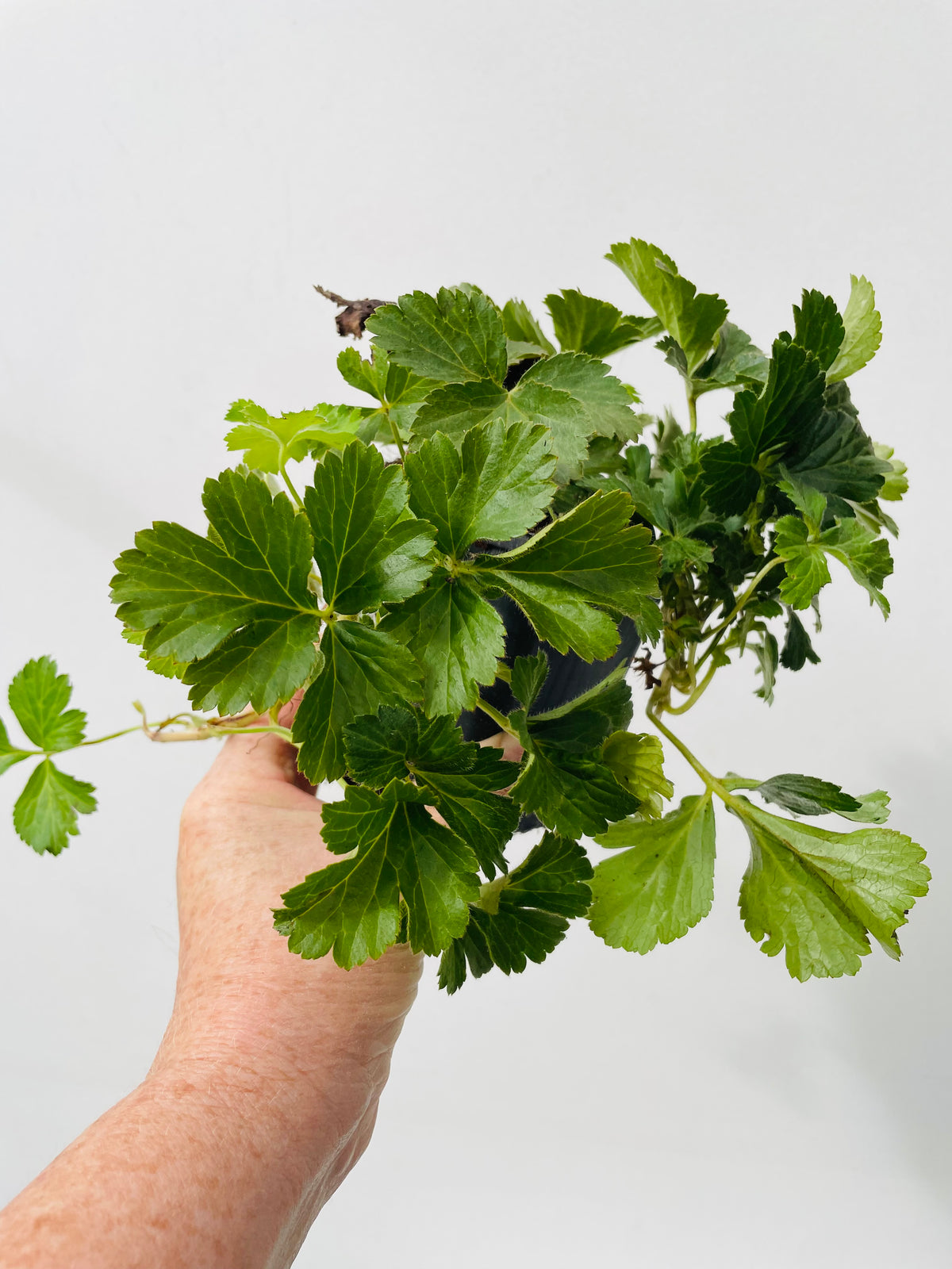 Bilde av WALDSTEINIA TERNATA-Spanne Plantesalg