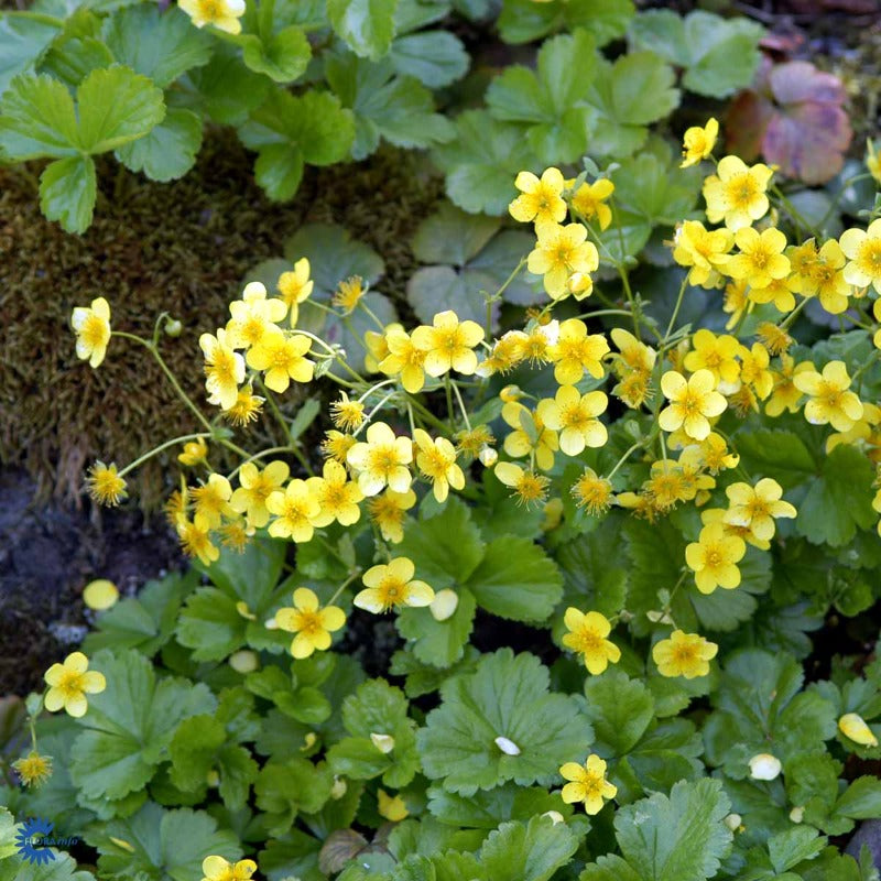 Bilde av Waldsteinia ternata-Spanne Plantesalg