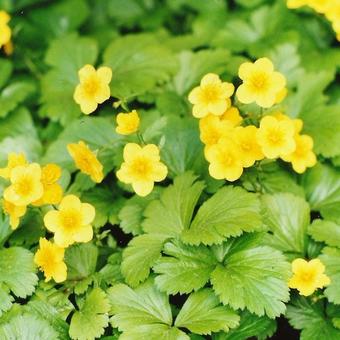 Bilde av WALDSTEINIA TERNATA-Spanne Plantesalg