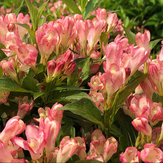 Bilde av Weigela All Summer Peach-Spanne Plantesalg