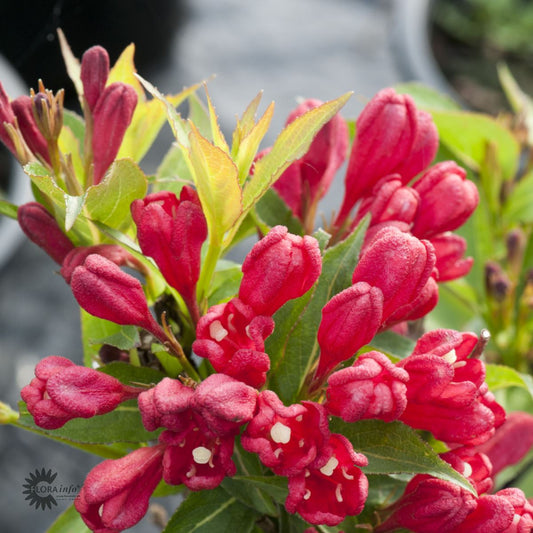 Bilde av Weigela All Summer Red-Spanne Plantesalg