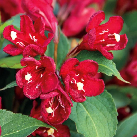 Bilde av Weigela Cherry Love-Spanne Plantesalg