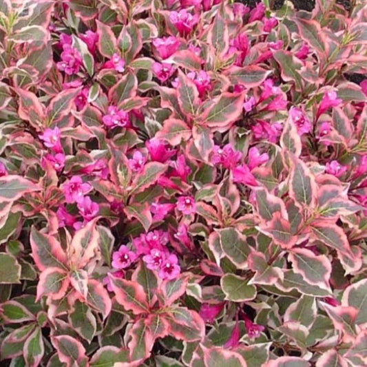 Bilde av Weigela fl. 'All Summer Monet'-Spanne Plantesalg