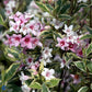 Bilde av Weigela florida 'Variegata'-Spanne Plantesalg