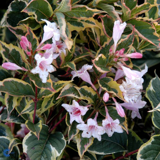 Bilde av Weigela 'Nana Variegata'-Spanne Plantesalg