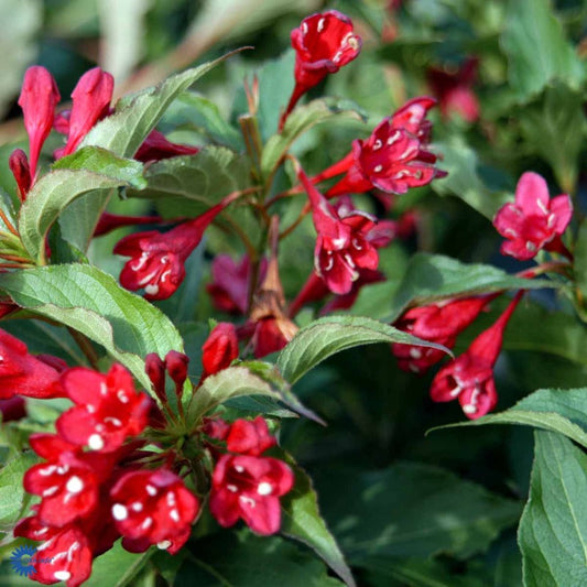 Bilde av Weigela 'Red Prince'-Spanne Plantesalg