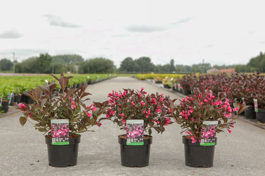 Bilde av WEIGELIA FLORIDA ALEXANDRA®-Spanne Plantesalg