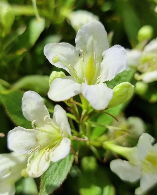 Bilde av WEIGELIA PICOBELLA® BIANCO-Spanne Plantesalg