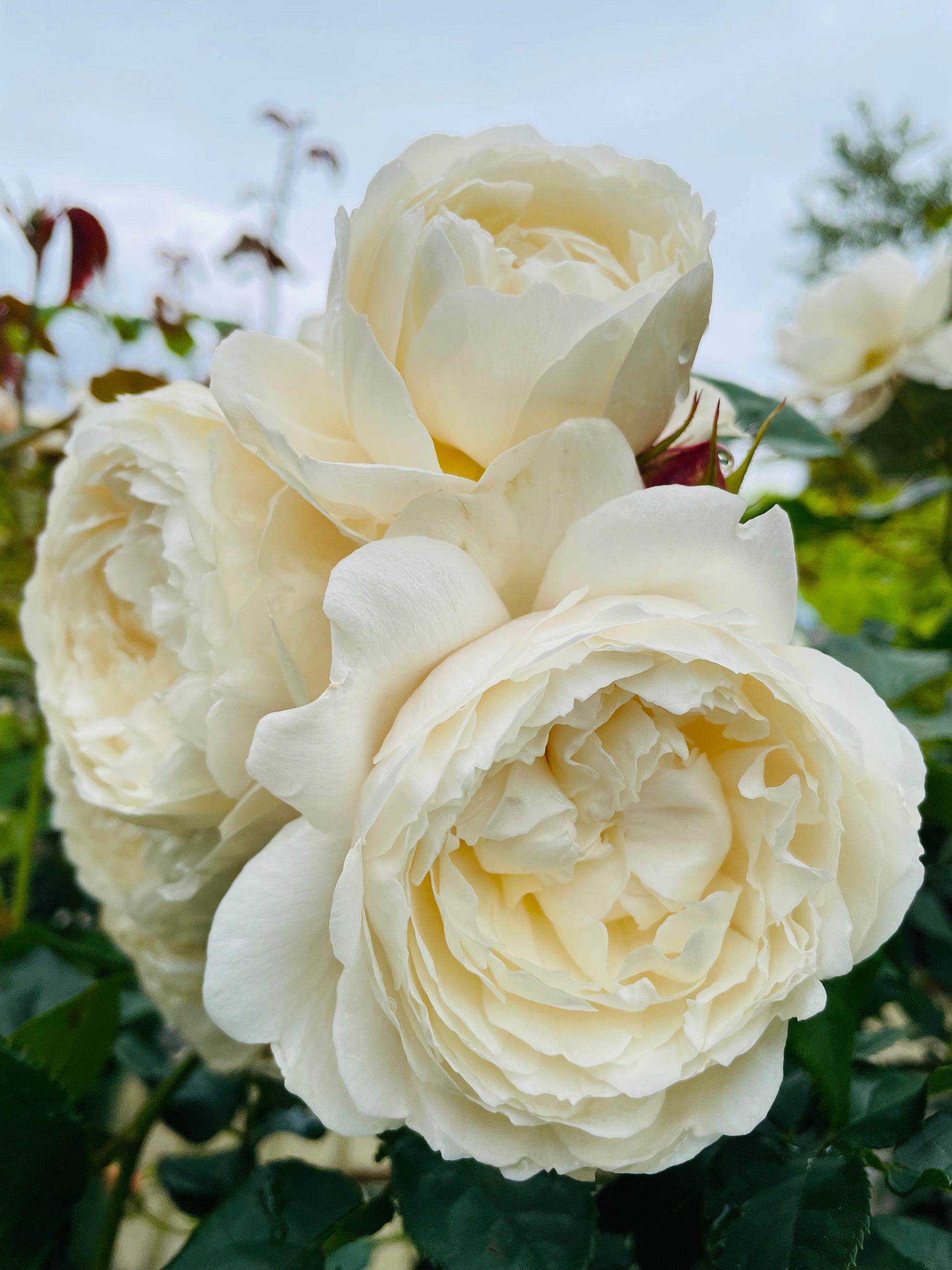 Bilde av William And Catherine, David Austin Roses-Spanne Plantesalg