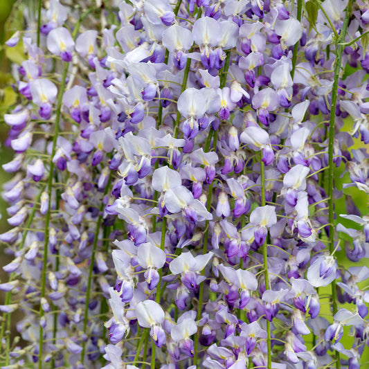 Bilde av Wisteria flor. 'Multijuga'-Spanne Plantesalg