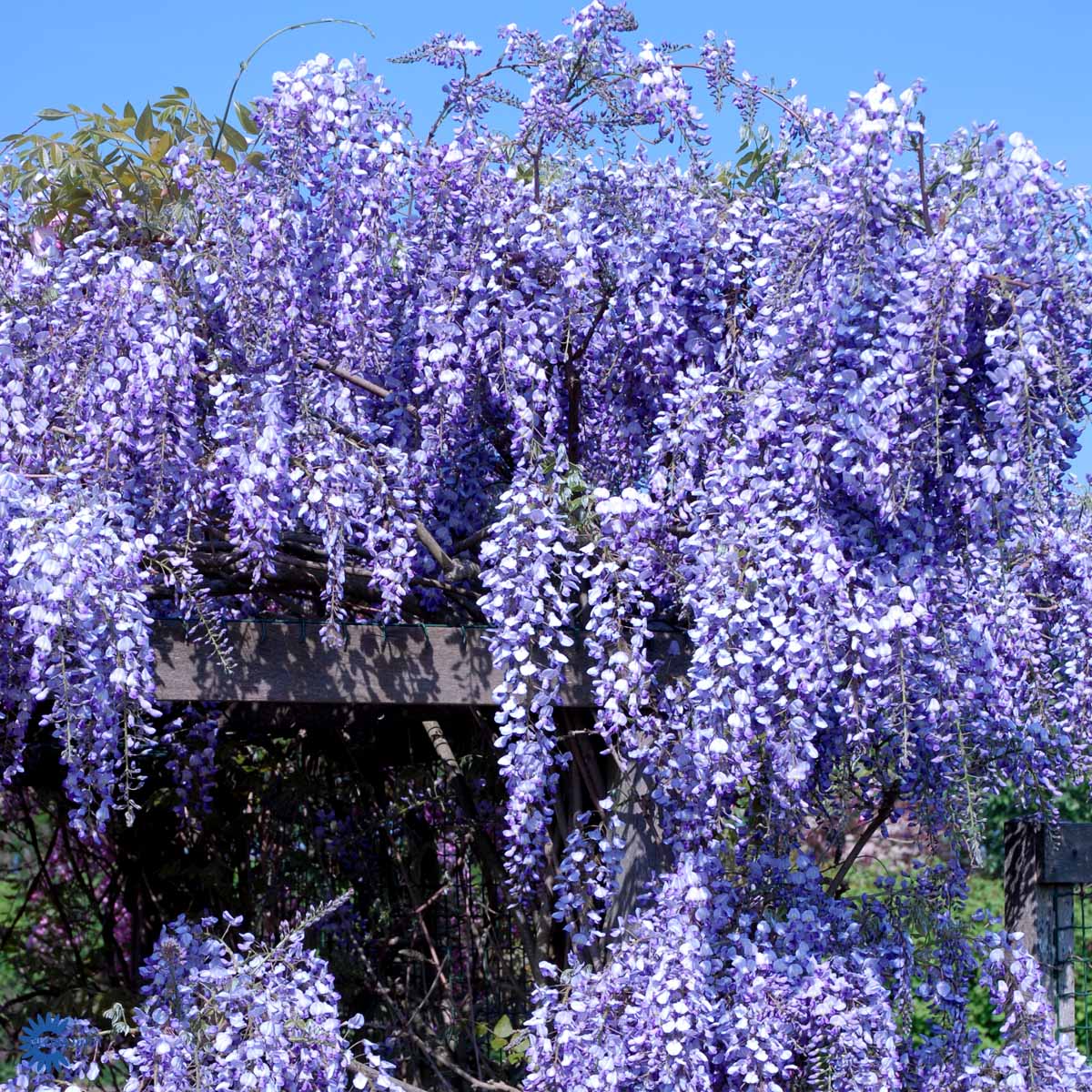 Bilde av Wisteria flor. 'Domino'-Spanne Plantesalg