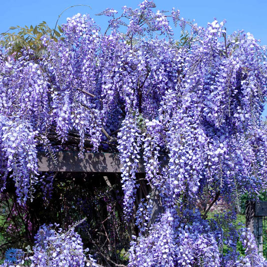 Bilde av Wisteria flor. 'Domino'-Spanne Plantesalg